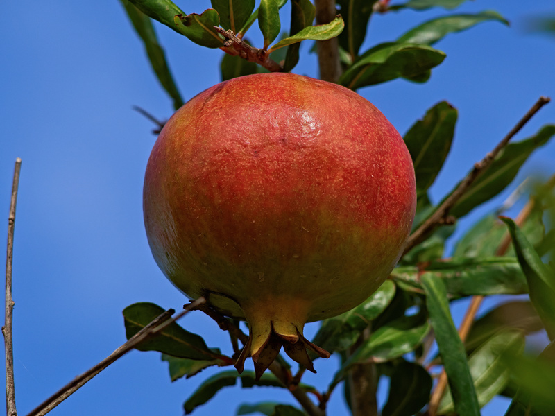 Buskett Gardens, Pomegranate